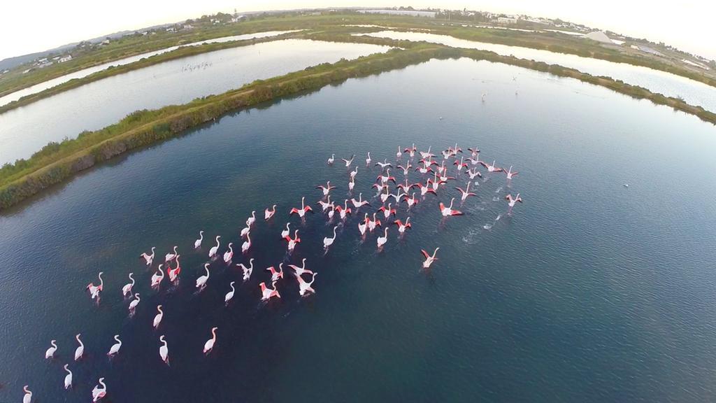 Real Marina Hotel & Spa Olhão Екстериор снимка Flamingoes at the lake